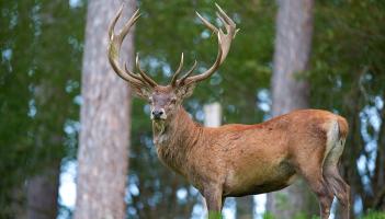 Achill deer management programme in place to improve road safety