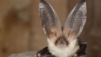 Grey long eared bat