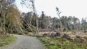 &euro;55m scheme to support forest owners after storm damage