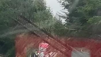 WATCH: Trees block road and sway dangerously as Storm Amy hits Mayo