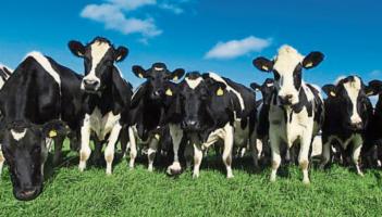 'Held back by cost, access and uncertainty' - Young Mayo farming generation at risk