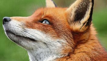 'Majority of people don't support fox hunting' - says Mayo politician ahead of vote