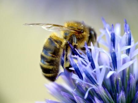 Are Mayo honeybees under threat?