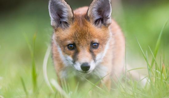 NATURE: The annual chorus of lost fox cubs
