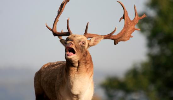 NATURE: The politics of nature, the nature of politics