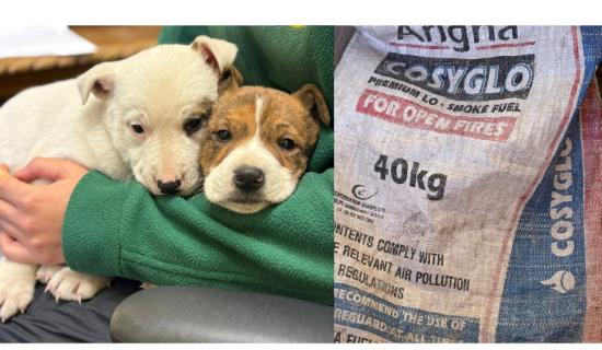 'This is inhumane': Huge anger after two puppies are left in coal bag on busy Leitrim road