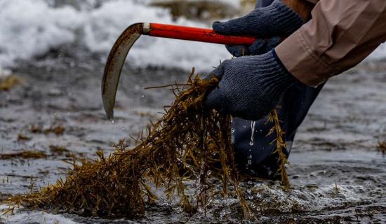 Seaweed Harvesting