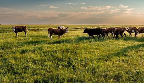 Mayo farmers to receive &euro;89,000 in Dairy Beef Welfare Scheme
