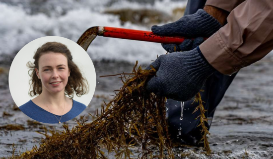 Saoirse McHugh on seaweed harvesting in Clew Bay