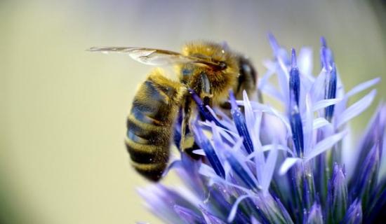 Are Mayo honeybees under threat?