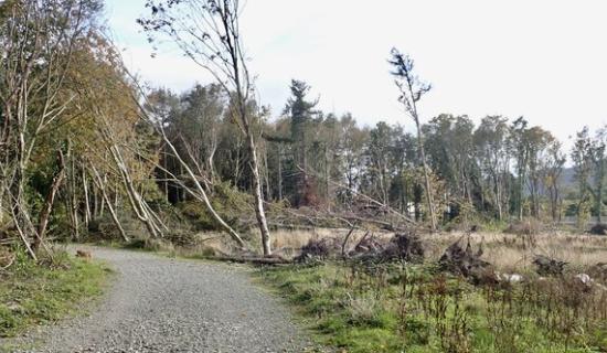 &euro;55m scheme to support forest owners after storm damage