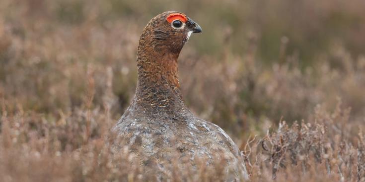 NATURE: Our famous grouse are worth protecting