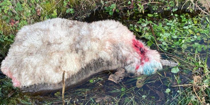 Sheep were killed after they were attacked by dogs near Louisburgh