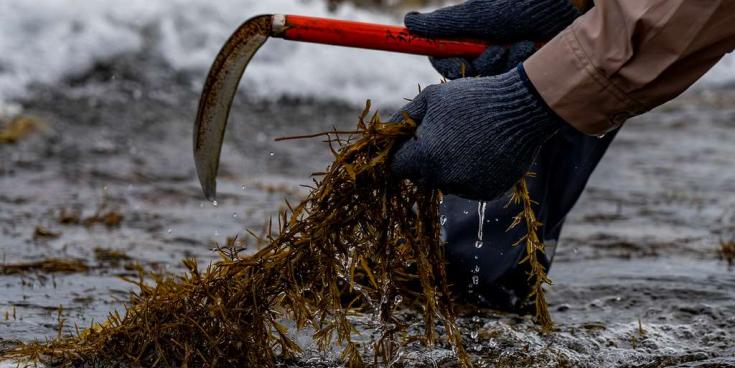 Seaweed Harvesting