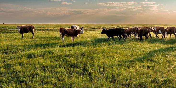 Mayo farmers to receive &euro;89,000 in Dairy Beef Welfare Scheme