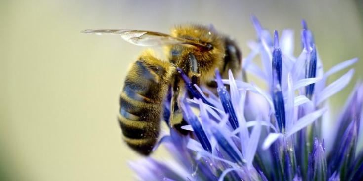 Are Mayo honeybees under threat?