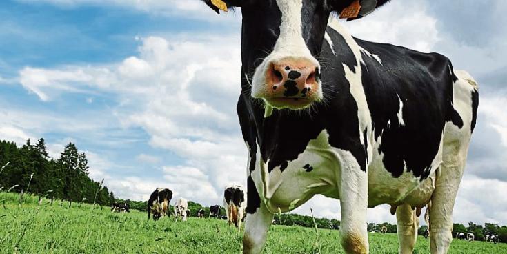 Bord Bia Chair under fire as Mayo farmers protest "betrayal"