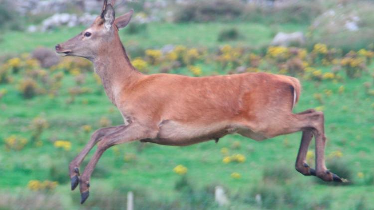 Wild deer causing serious road problems in West Mayo area