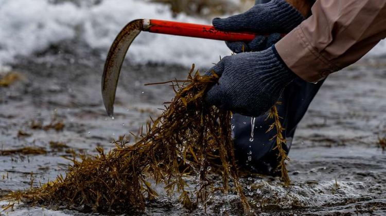 Seaweed Harvesting