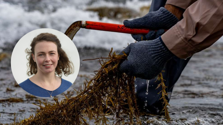 Saoirse McHugh on seaweed harvesting in Clew Bay