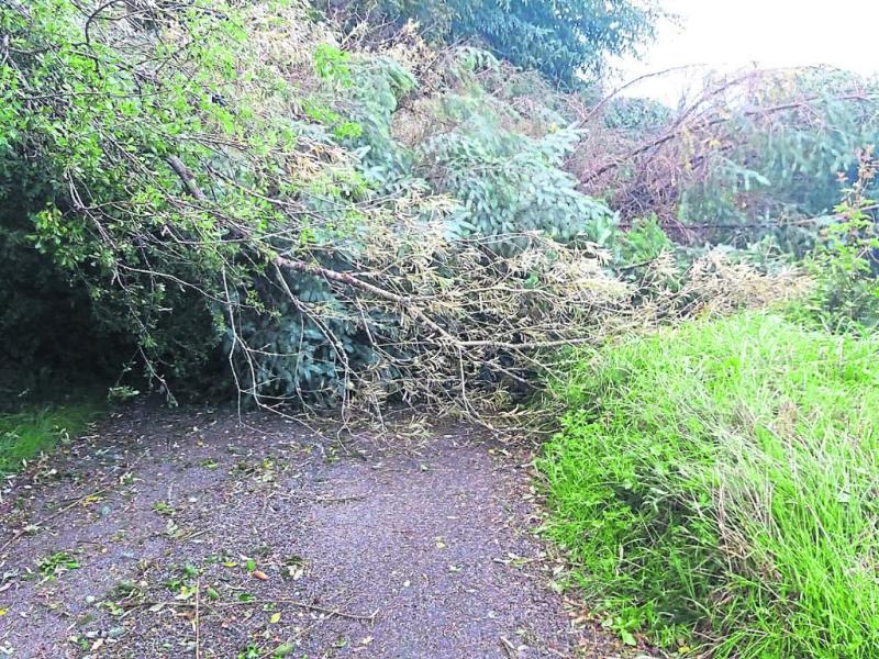 Mayo councillors have called for a waiver on felling licences following Storm Éowyn