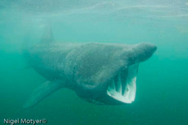 The Basking Shark fishing is the theme of new show Achill Island, Basking Shark Fishermen