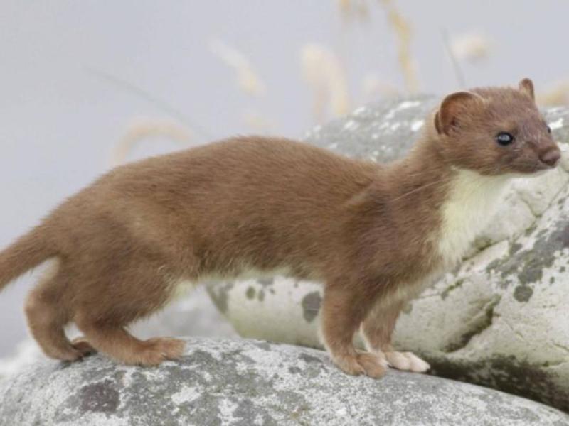 Few Irish stoat sightings in Mayo despite suitable habitats