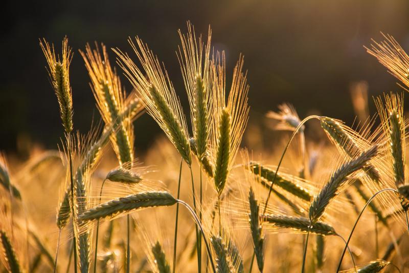 Mayo farmers have been encouraged to explore the growing of the growing of Emmer wheat