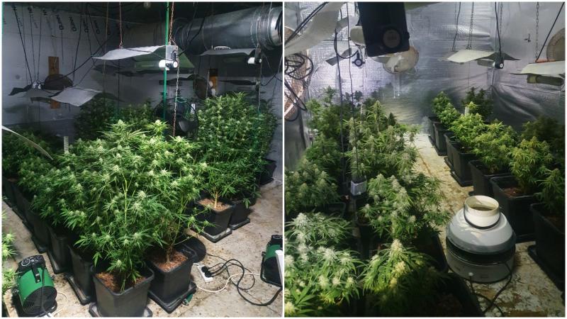 Vietnamese men jailed for cultivating cannabis plants