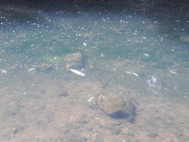 Fish kill occurs following chemical leakage at Kiltimagh Water Treatment Plant 