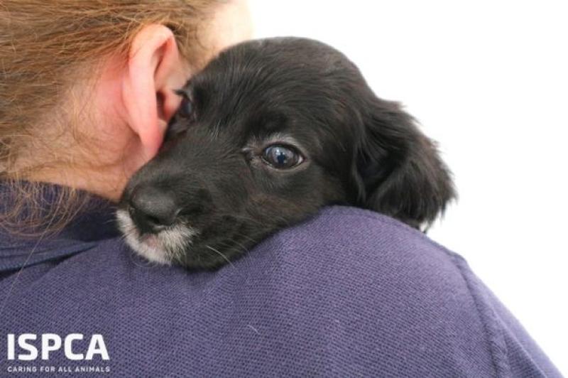 Ballina-based animal welfare charity issues urgent appeal 