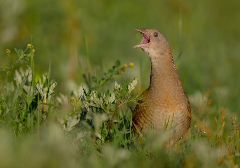 Farmer faces prosecution for mowing field close to nesting corncrakes