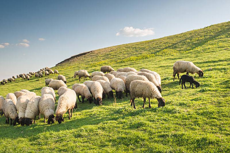 Mayo Council issue warning to dog owners before lambing season