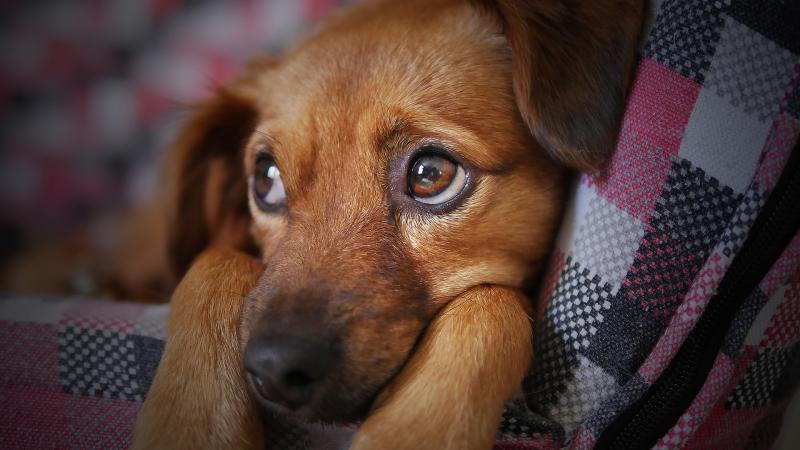Urgent need for Animal Welfare Inspector to be brought to the floor of Mayo County Council 