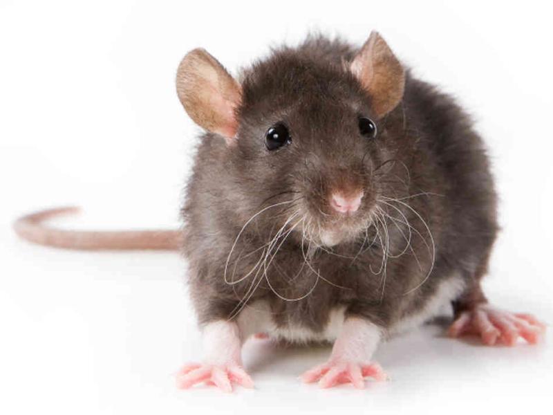 Dead mice, rodent droppings and mould found in food businesses as five closure orders served in June