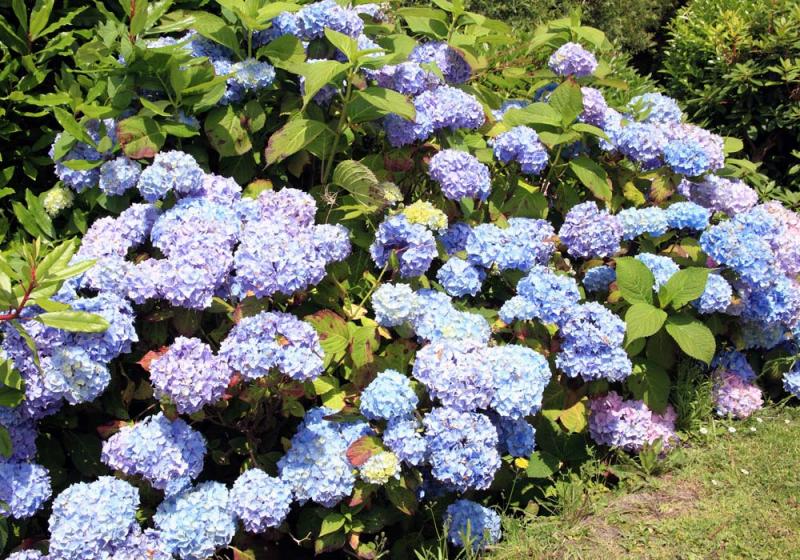 The magic of a shady garden 