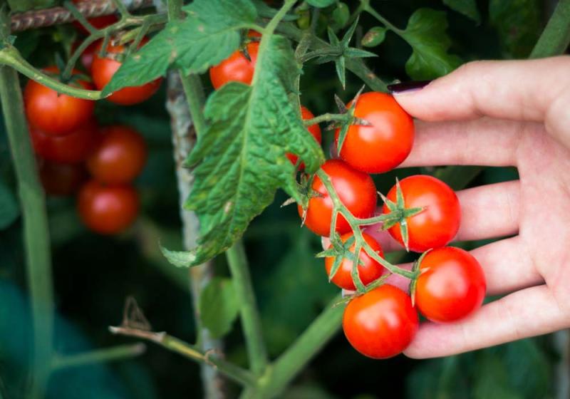Cut costs by growing your own