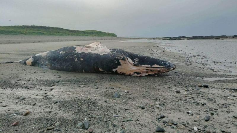 A dead humpback whale washed up on Doughmakeon near Louisburgh