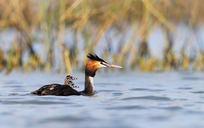 COUNTRY SIGHTS AND SOUNDS:  Murder most fowl
