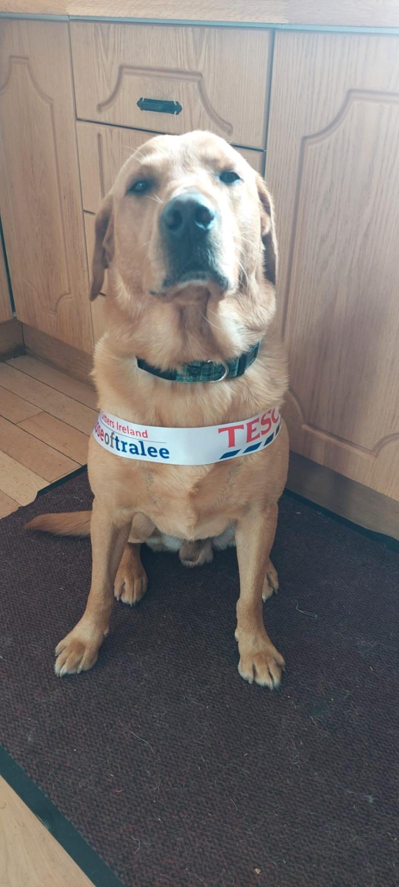 Mayo dog looking to bring national title back to the county