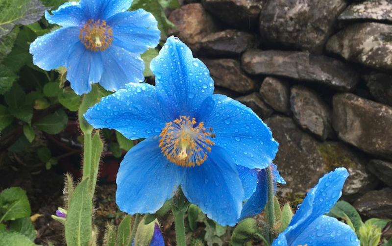 GARDENING:  Creating a rain garden