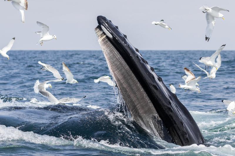 Mayo photo wins overall Photographer of the Year prize at the Love Your Coast competition