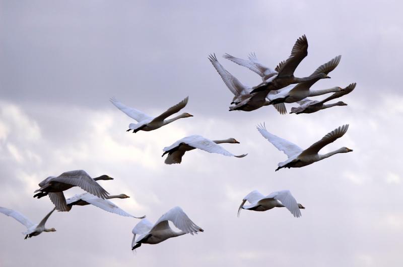 NATURE:  Comings and goings of a Mayo winter 