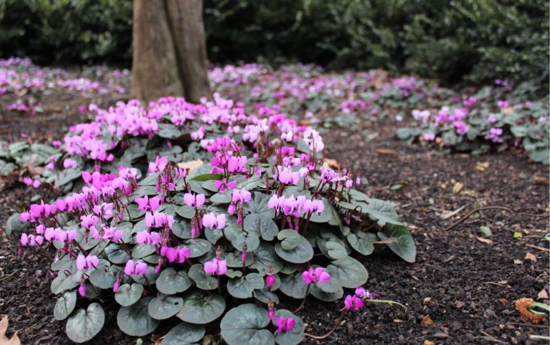 GARDENING:  The art of underplanting