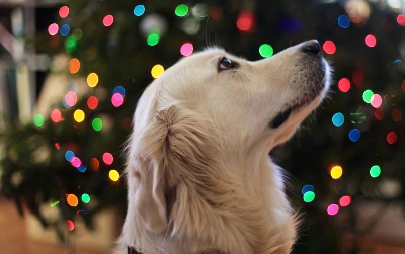 VET’S VIEW:  Unwrapping Christmas risks for pets