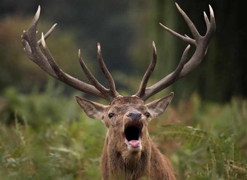 NATURE:  Our red deer are not the problem