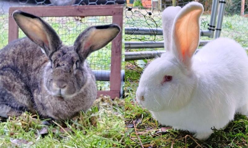Irish animal rescue seeks loving forever homes for two giant rabbits