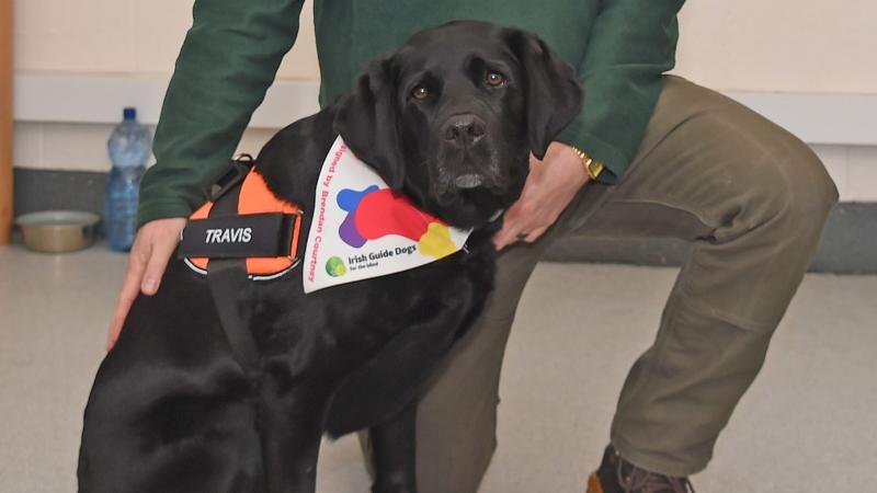 Travis, guide dog.