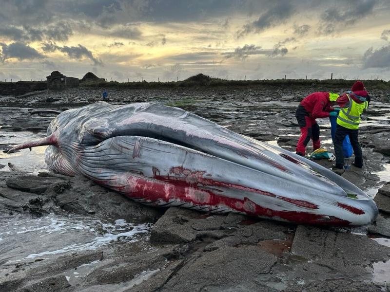 20-metre whale washes up on Mayo beach