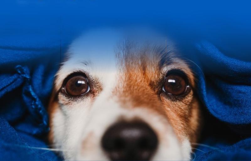 ISPCA in emergency public appeal for bedding for shelter dogs and animals